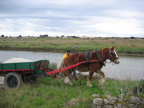 horse-and-cart1.jpg