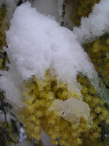 mimosas-neige3.jpg