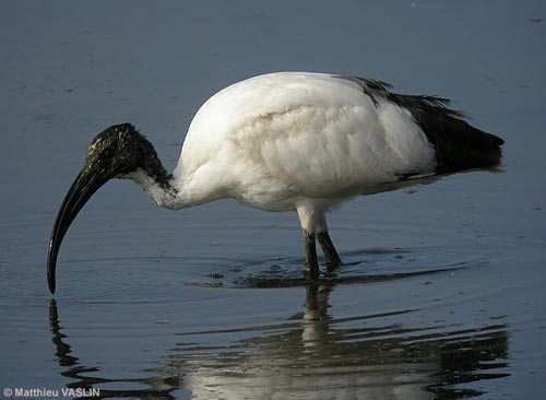 ibis-indesirable.jpg