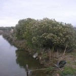 Baccharis halimifolia