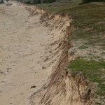 les racines tentent de freiner l’érosion