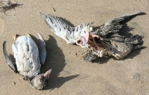 macareux morts plage de la Cantine 7février 2014
