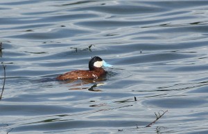 erismature rousse