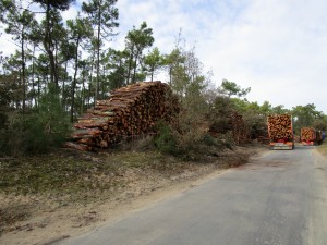 piles de bois aux Eloux mars 2015